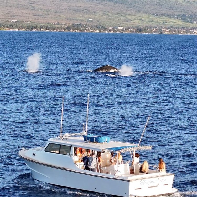 maalaea-whale-watch